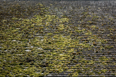 mossy rooftop