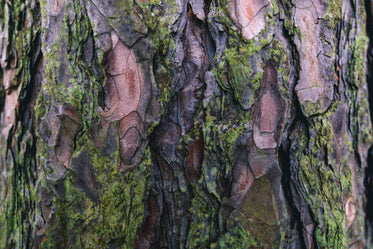 textura de casca de árvore com musgo