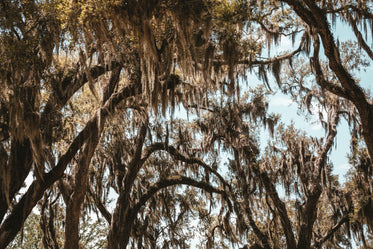 mossy tree canopy from below