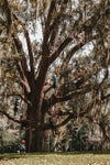 mossy tree climbers
