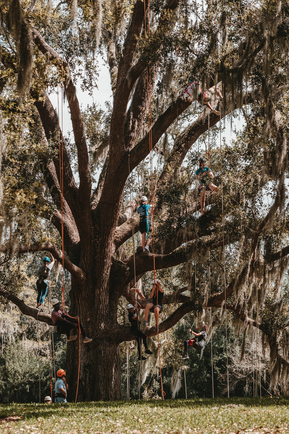 mossy tree climbers