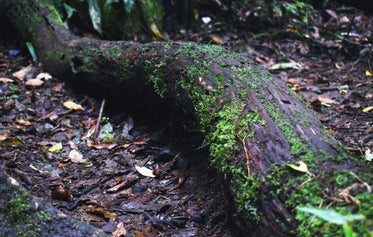 mossy tree trunk on forest floor