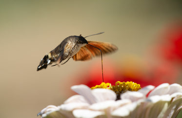 moth pollinating a flower