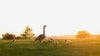 mother goose watching over goslings