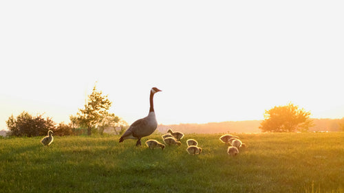 mother goose watching over goslings