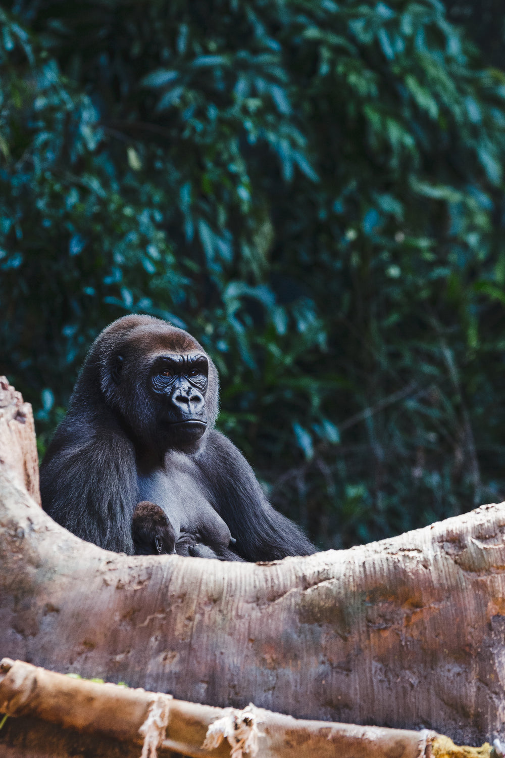 mother gorilla with new baby