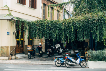 motorbikes parked under green vines