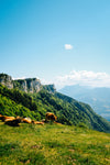 mountain cows basking