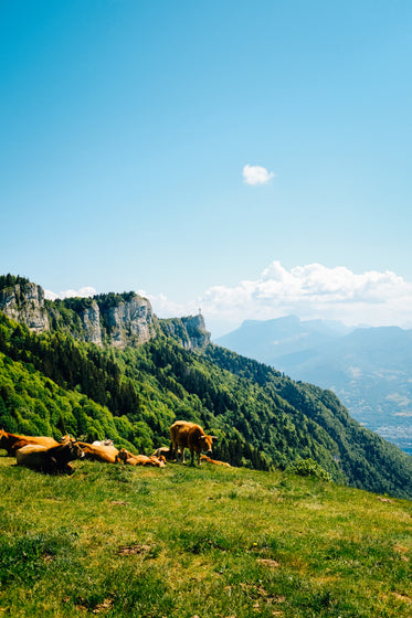 mountain cows basking