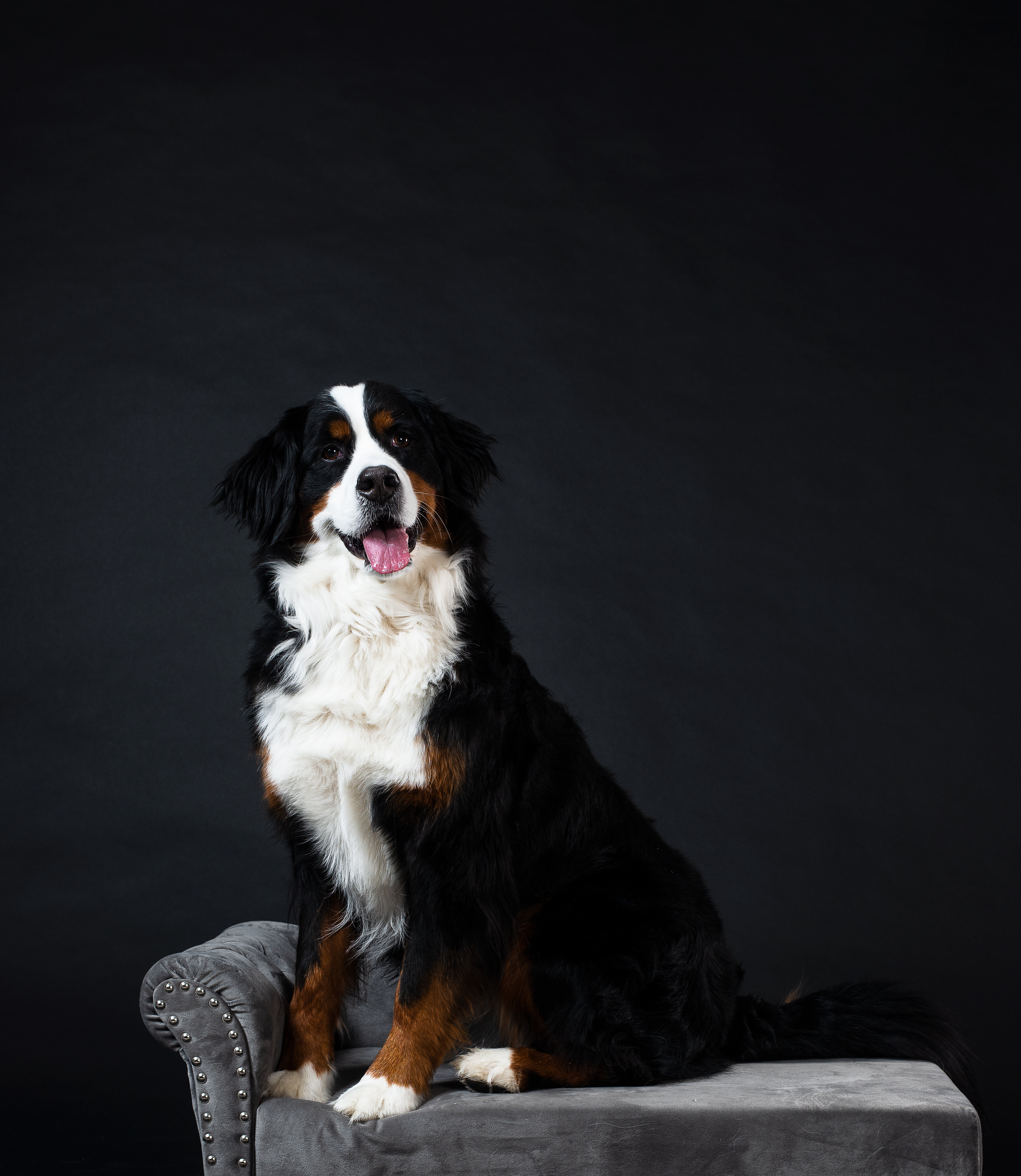 mountain-dog-on-chaise-longue.jpg?width\u003d746\u0026format\u003dpjpg\u0026exif\u003d0\u0026iptc\u003d0