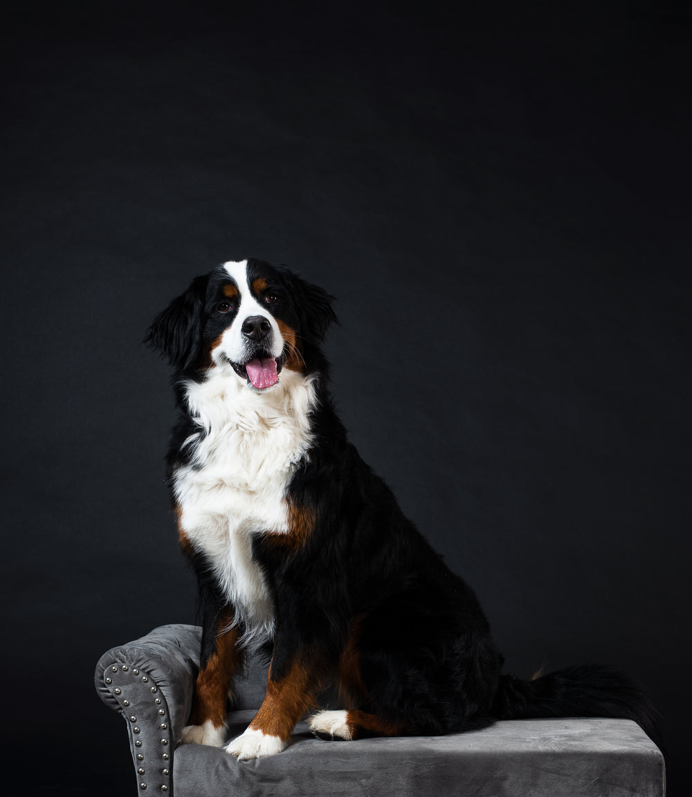 mountain dog on chaise longue