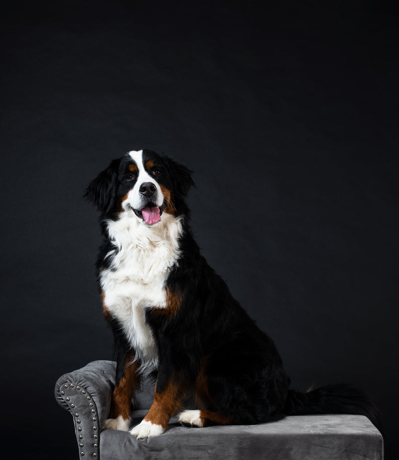 Guava for Dogs: Discover the Safe and Nutritious Treats Learn about the nutritional benefits and potential risks of feeding guava to dogs