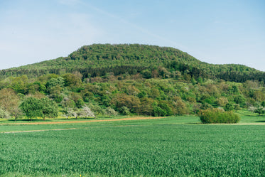 mountain forest landscape