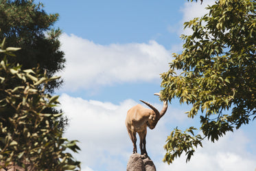 mountain goat on peak