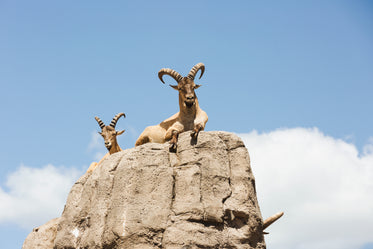 mountain goat on rocks