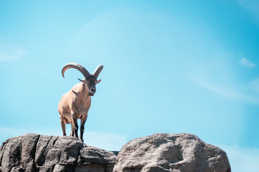 mountain goat on top of rocky terrain