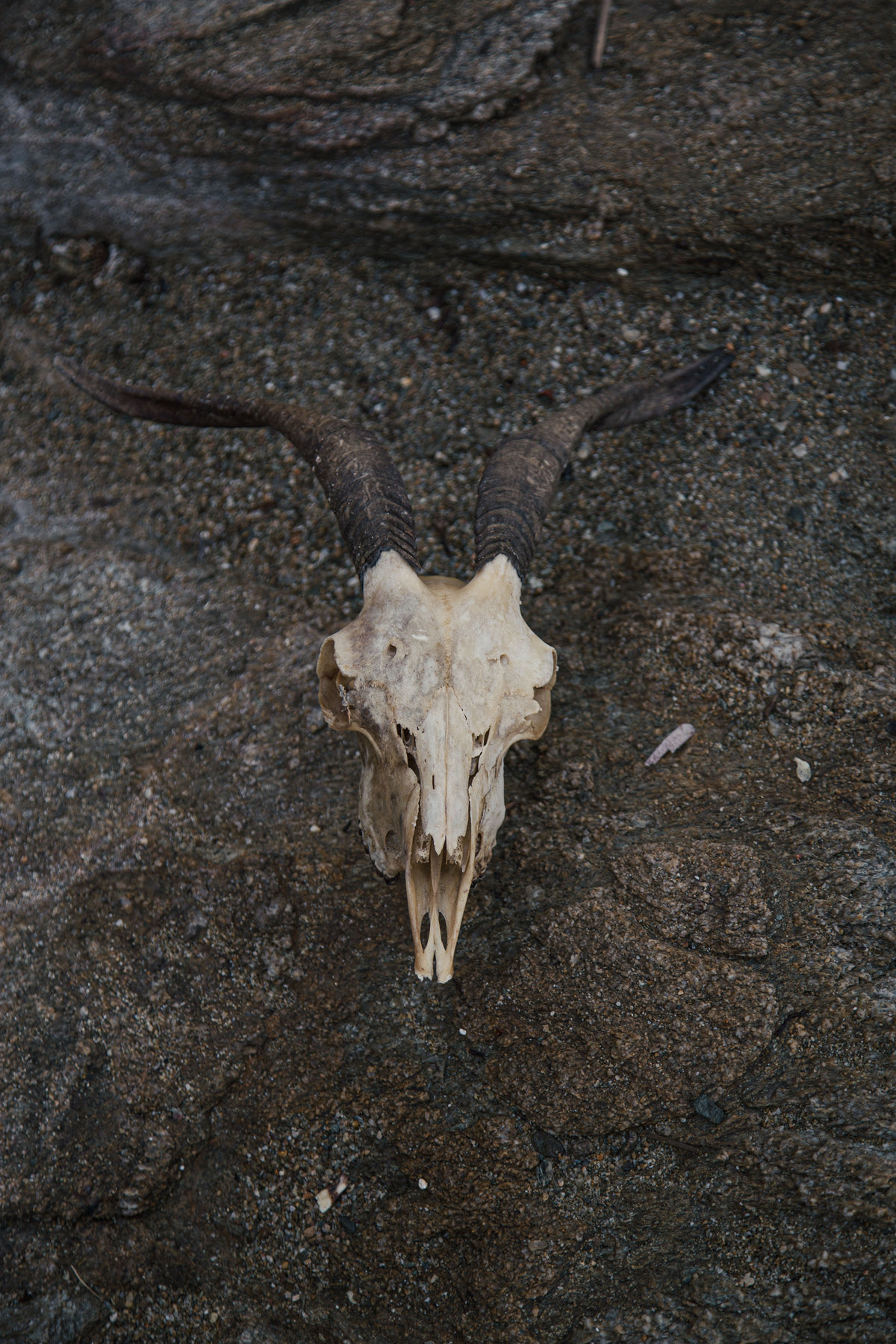 mountain goat skull