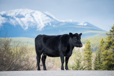 mountain highway heffer