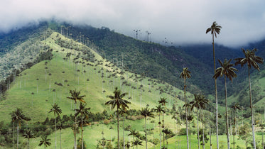 mountain palm trees