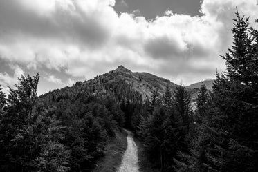 mountain path to the summit lined with trees