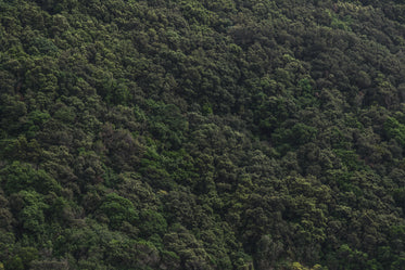 mountain trees green texture