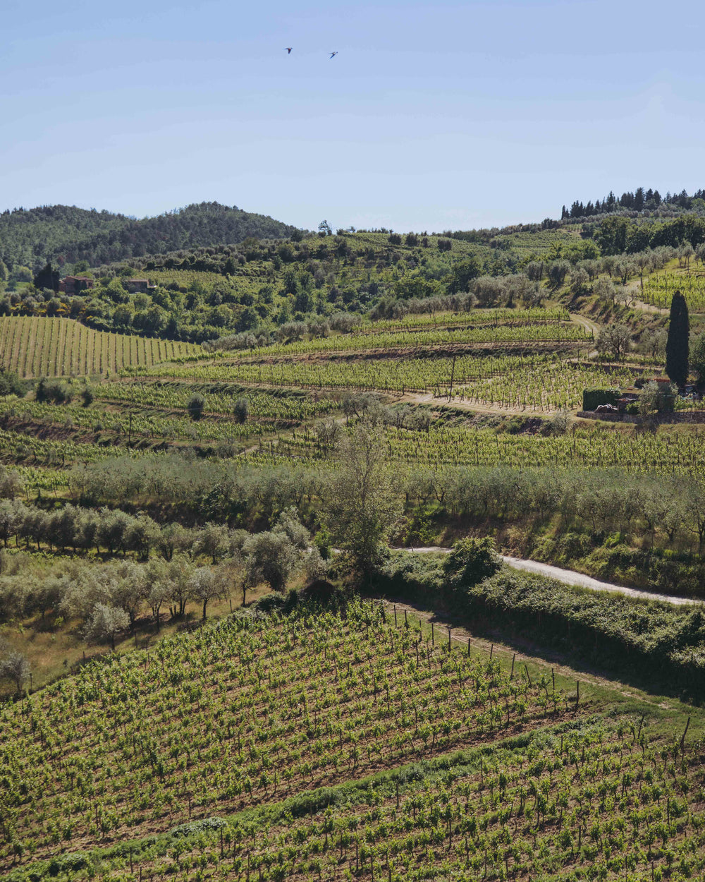 mountainous vine yard below blue sky