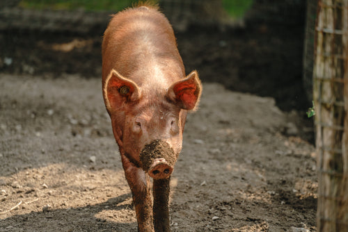 muddy farm pig