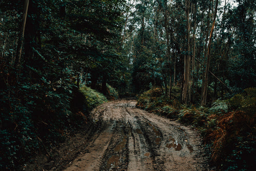 muddy trail beneath the trees