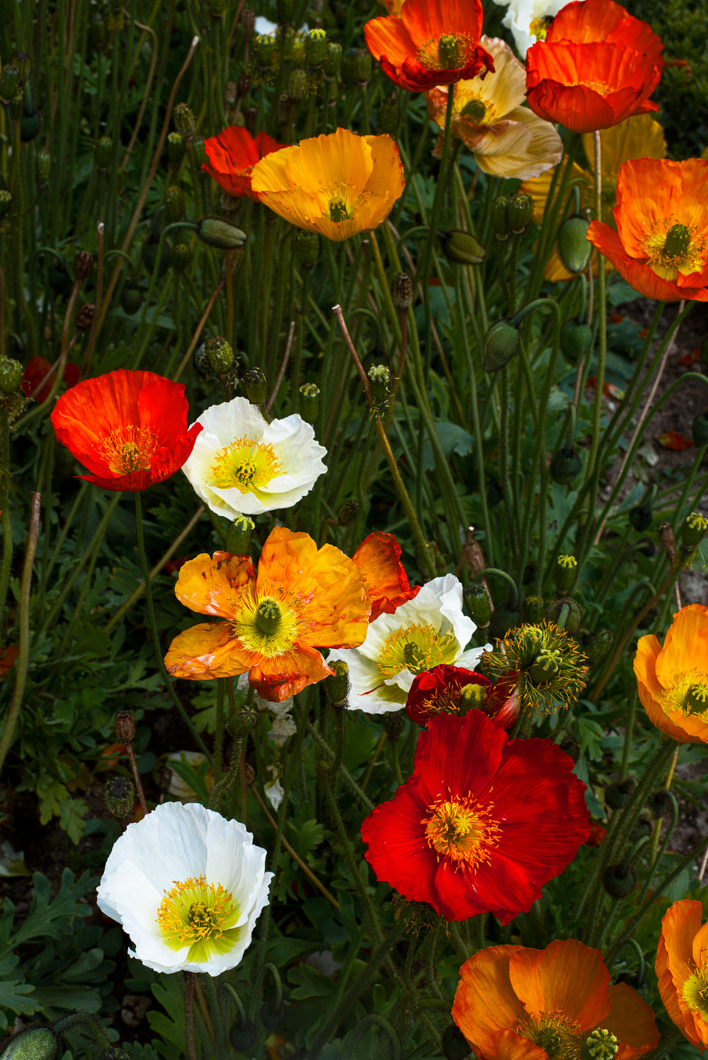 multi-colored blooms