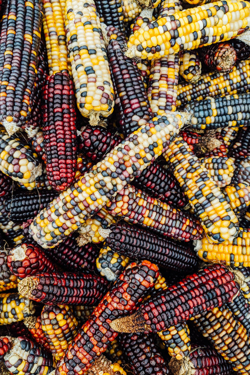multicolored husked corn stacked