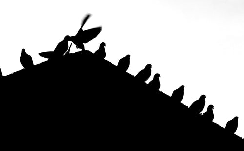 multiple birds sitting on a roof in black and white