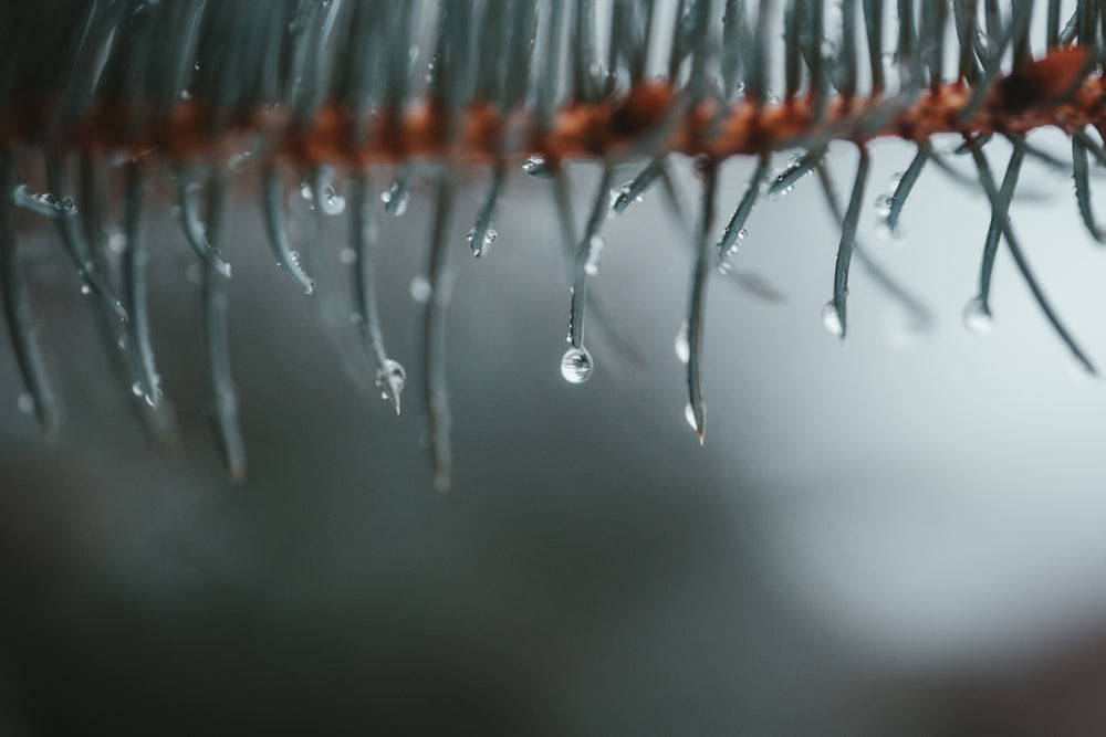 multiple raindrops form on the tips of spruce needles on a branch