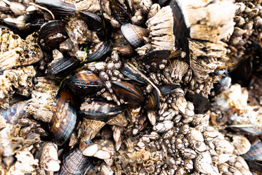 muscles and barnacles close up