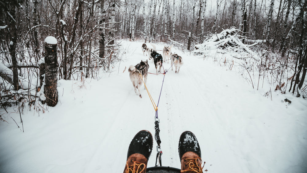 musher view of a team of sled dogs pulling through poplar forest