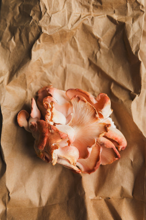mushroom in brown paper