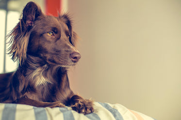 mutt looking outside