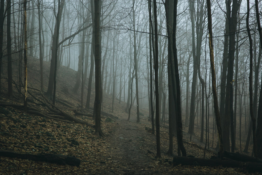 mysterious forest during autumn