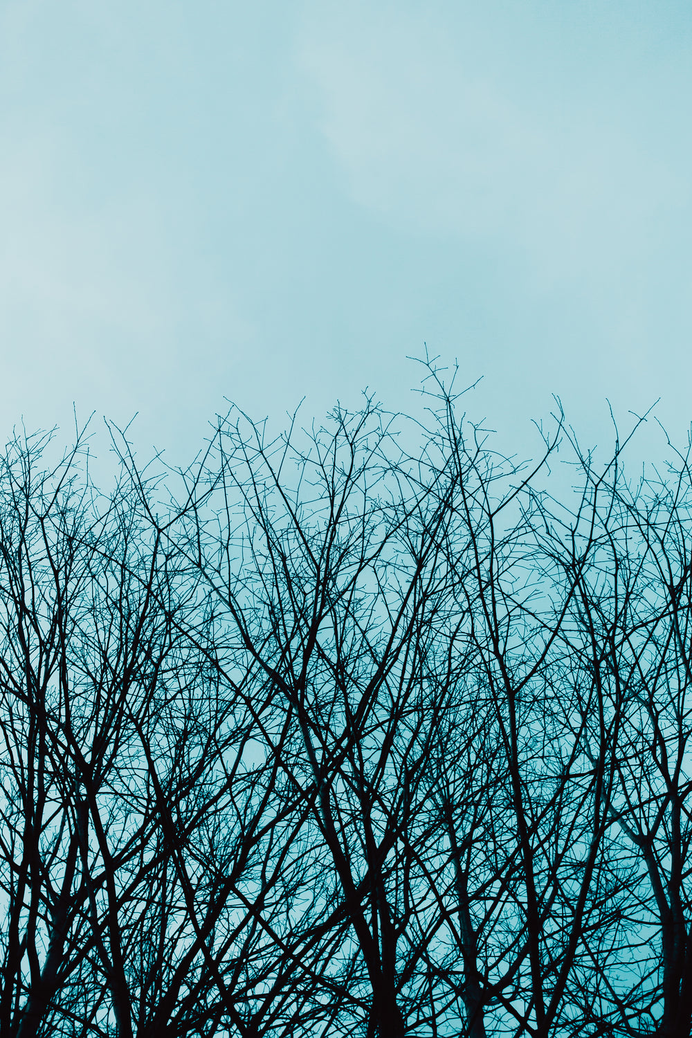 naked trees under blue evening sky