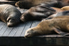 napping sea lions