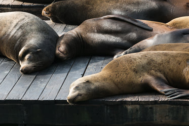 napping sea lions