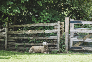 napping sheep