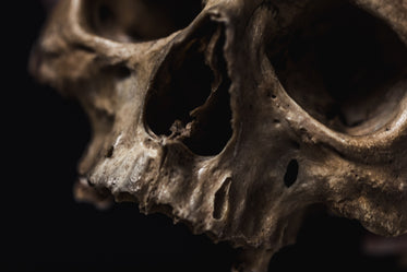 nasal passage of human skull