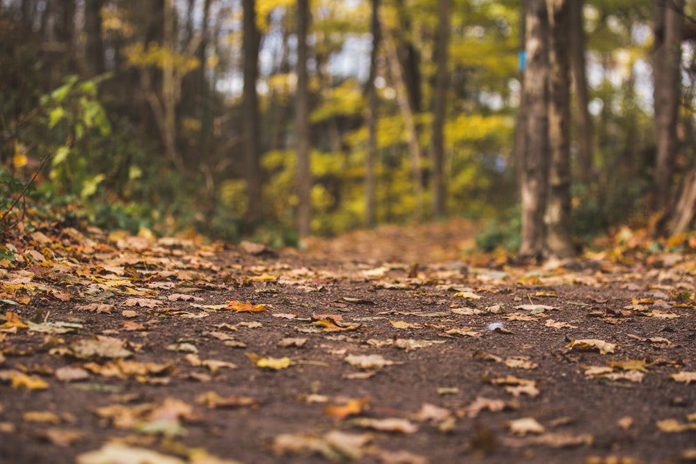 natural hiking path with fall leaves scattered