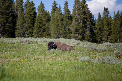 bison wildlife adventure