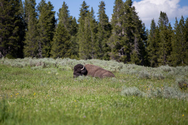 Nature Bison Wildlife Adventure