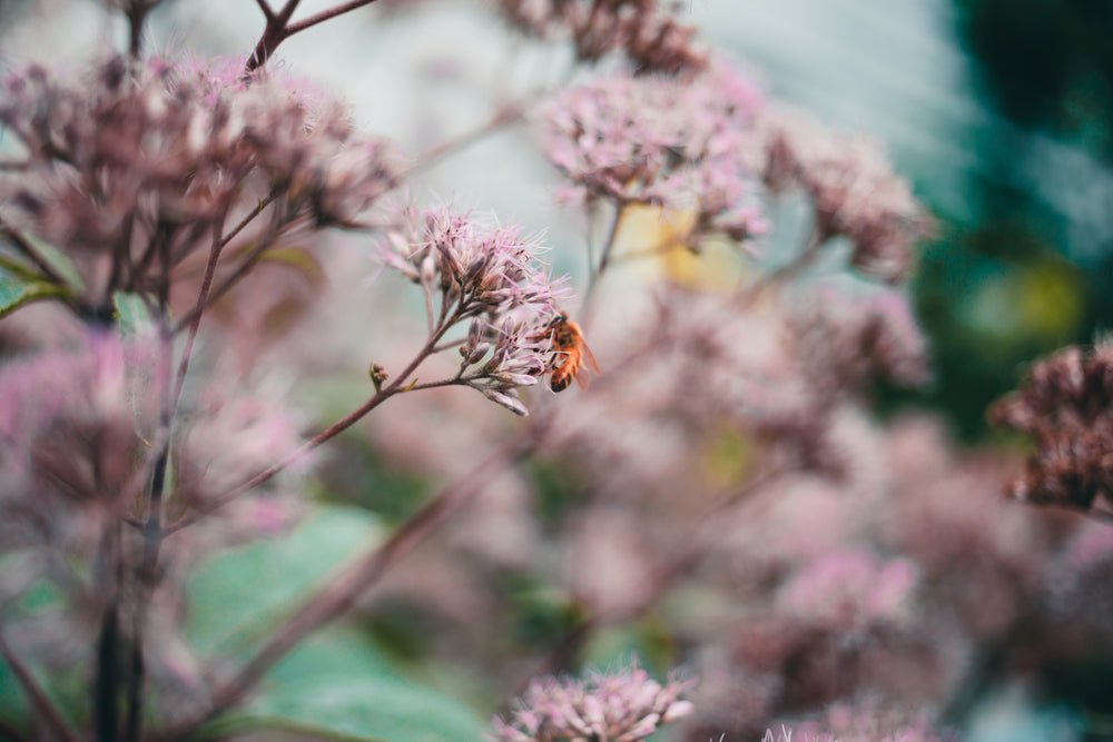 nature close up of flowers and wasp