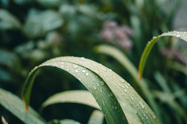 nature close up plant water droplets on leaf