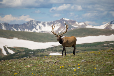 Nature Elk Wildlife Adventure Mountains