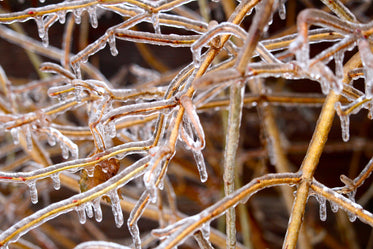 nature encased in ice
