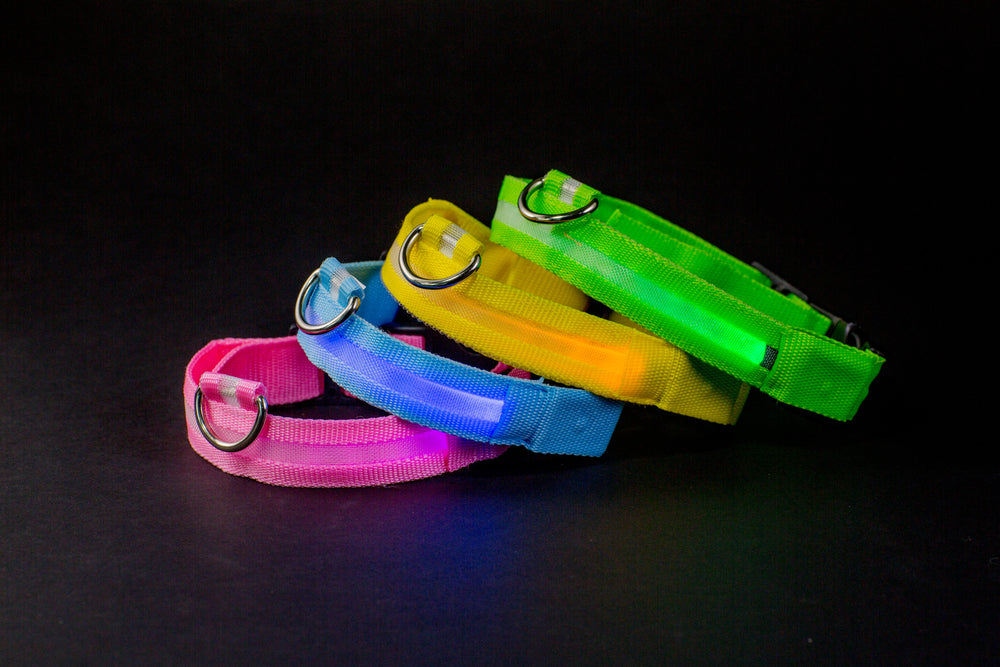 neon dog collars